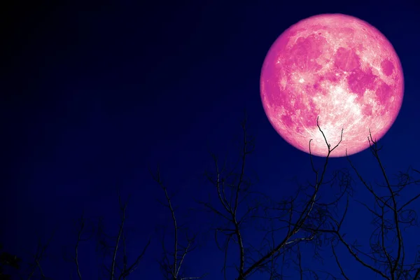 Super rosa huevo luna de nuevo en silueta planta y árboles en la noche — Foto de Stock