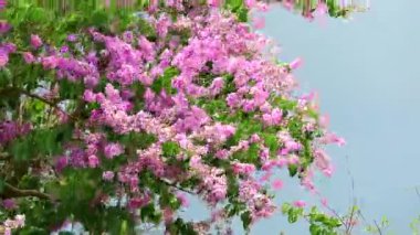 Yağmur sezonu fırtına gökyüzünde lagerstroemia speciosa pembe beyaz çiçek ve ağır Rüzgar