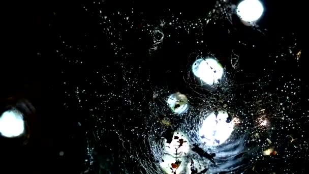 Blur Rain Drop op Spider Web en Silhouette Spider op het web — Stockvideo