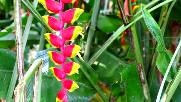 Heliconia Heliconia можно назвать диким подорожником или райская птица многоцветные скобки 4 — стоковое видео