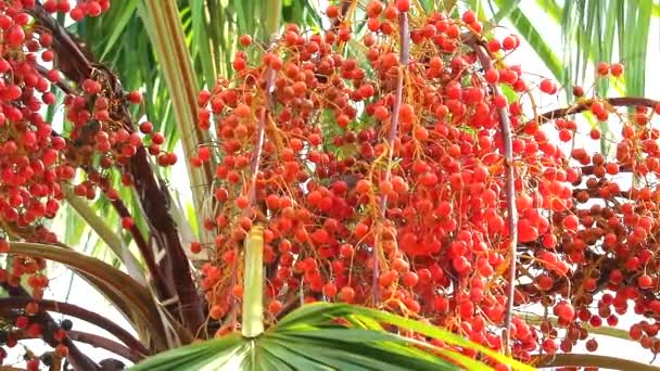 Насіння червоної пальми, що росте на дереві в саду в сезон дощів1 — стокове відео