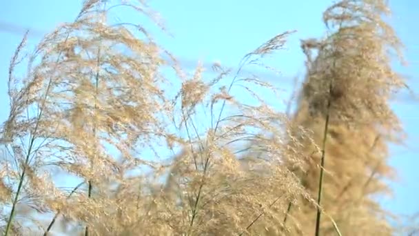 Замедленное движение золотой цветок травы поле и ясный синий фон неба — стоковое видео