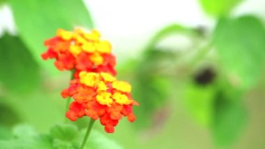 Lantana camara L yarar yaprakları hemostatik özelliklere sahip ve taze yaraların iyileşmesine yardımcı