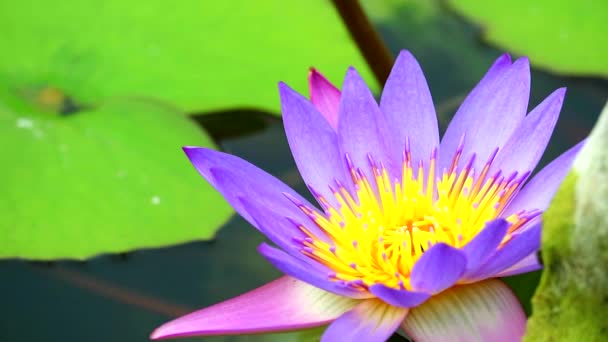 Loto ha colore rosa porpora di petali e pad verde fioritura nello stagno — Video Stock