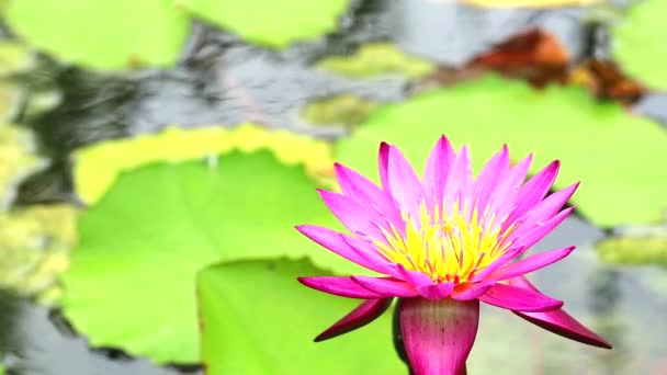 Loto tiene color rosa de pétalos floreciendo en estanque y abeja volando a flor — Vídeo de stock