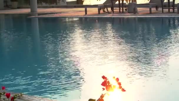 Vague de fleurs rouges sur la piscine et coucher de soleil reflet — Video