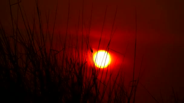 Sunset on meadow and silhouette grass move by wind — Stock Video