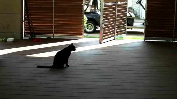 Gato e porta giratória luz e sombra — Vídeo de Stock