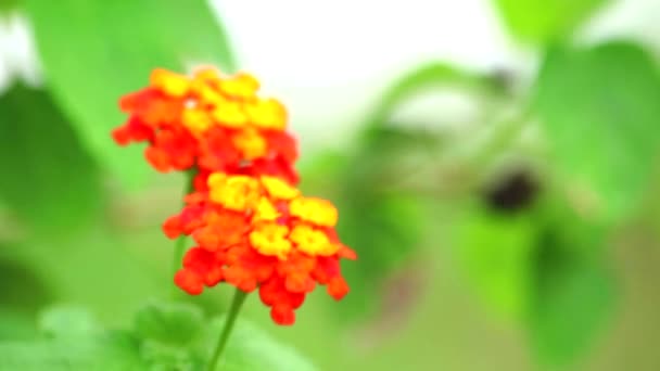 Lantana camara L benefit leaves have hemostatic properties and help to heal fresh wounds — Stock Video