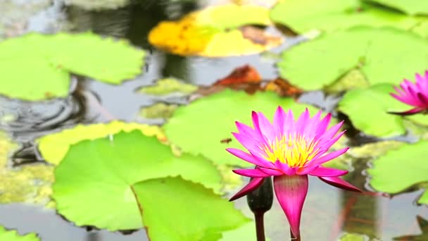 Lótus tem cor rosa de pétalas florescendo na lagoa e abelha voar para flor — Vídeo de Stock