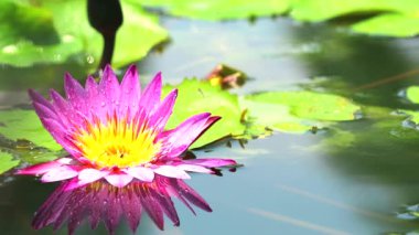 gölet ve yapraklar üzerinde yağmur sonbaharda lotus pembe çiçek patlaması yansıması2