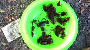 Hamamböcekleri yeşil plastik tabakta. Diğer hayvanlardan kalan yiyecekleri yiyor.