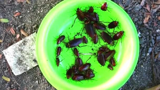 ゴキブリは緑色のプラスチックプレートに入っています。それは他の動物から残った食べ物を食べる — ストック動画
