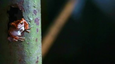 Polypedates leucomystax delik pas kutup asmak ve yaşam gecesi gibi