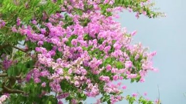 yavaş hareket Lagerstroemia speciosa pembe beyaz çiçek ve yağmur mevsimi fırtına gökyüzünde şiddetli rüzgar