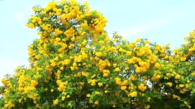 bahçe mavi gökyüzü arka planda Tabebuia aurea çiçek yavaş hareket