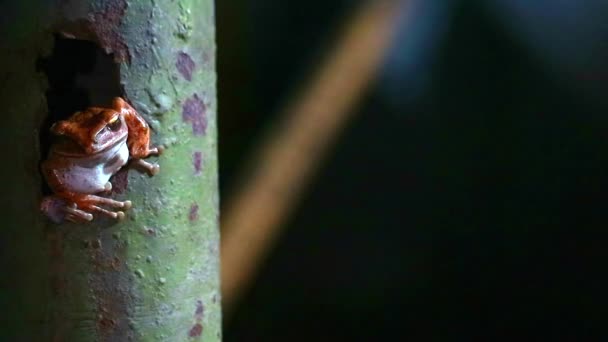 Polypedates leucomystax は穴の錆の棒にハングアップし、生きている夜のように — ストック動画