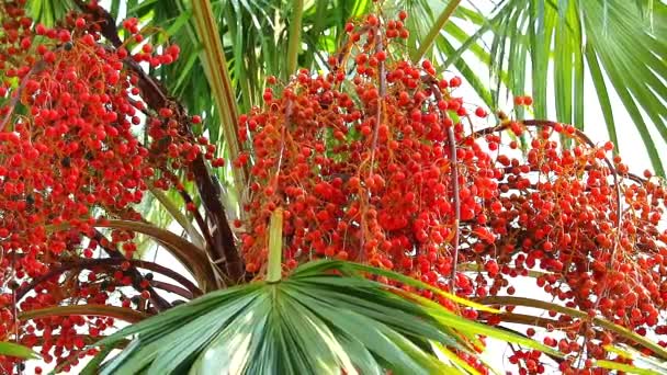 Graines de palmier rouge poussant sur l'arbre dans le jardin en saison des pluies — Video