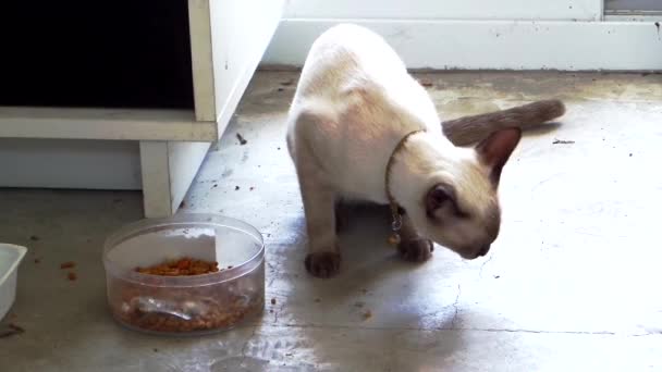 Siamese gato comer comida no chão e alerta sempre tempo — Vídeo de Stock