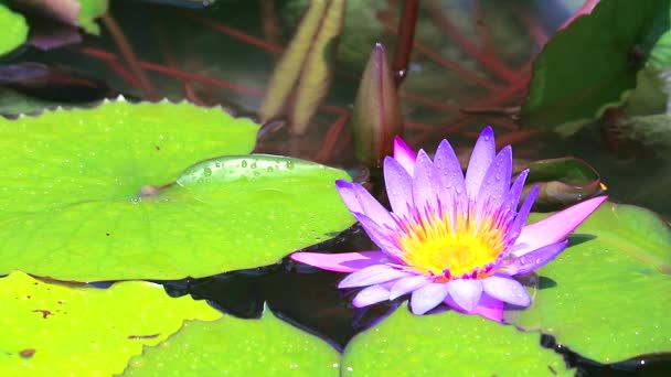 Reflet de fleur de lotus violet en plein essor dans l'étang et la pluie tombent sur les feuilles — Video