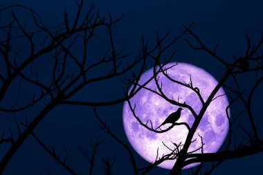 Tam Mısır Dikim Ay geri siluet kuru dal ve kuş üzerinde t