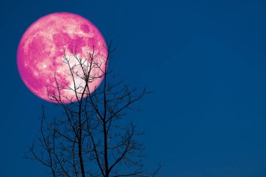 süper mısır dikim ay geri siluet kuru dal ağacı
