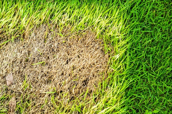 Powierzchnia suchej trawy nie może rosnąć, coś to pokrywa i nie — Zdjęcie stockowe