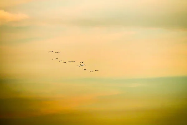 Birds flying to home on sunset sky soft cloud — Stock Photo, Image