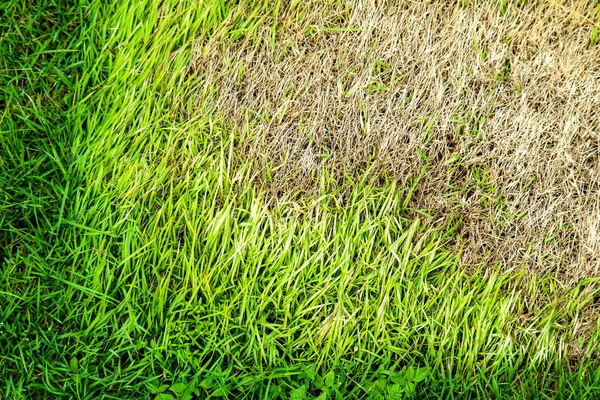Powierzchnia suchej trawy nie może rosnąć, coś to pokrywa i nie — Zdjęcie stockowe
