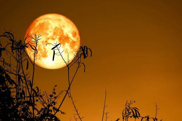 Повна риба Місяць назад на силует сухе гіллясте дерево на нічному небі — стокове фото