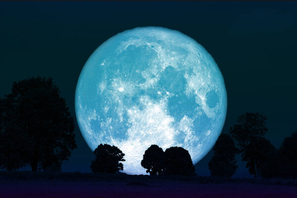 Full flower moon back on silhouette plant and trees on night sky, Elements of this image furnished by NASA