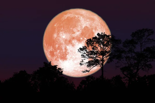 Flor llena Luna atrás silueta árbol de ramas secas — Foto de Stock