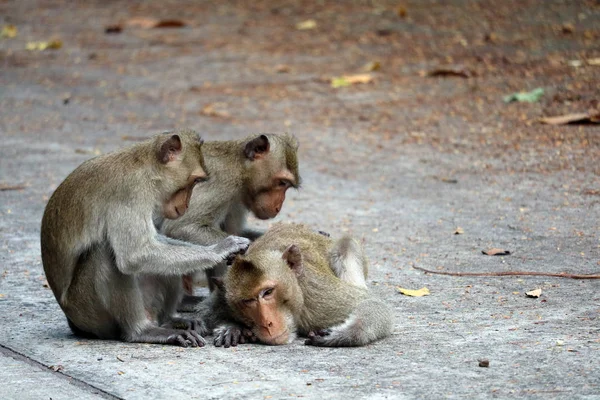 Monos están buscando pulgas y su mordida para el mono macho — Foto de Stock