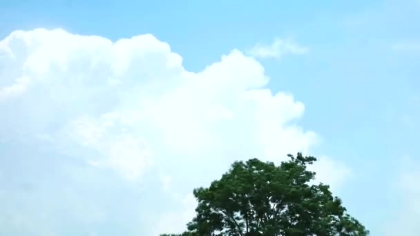 Cielo azul nube blanca se mueven sobre árbol superior lapso de tiempo — Vídeo de stock