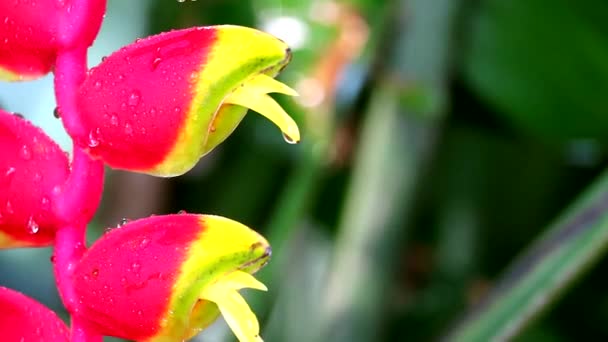 Heliconia può chiamare piantaggine selvatica o uccello del paradiso è braccialetti multicolore 1 — Video Stock
