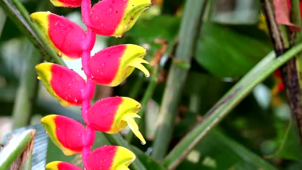 Heliconia può chiamare piantaggine selvatica o uccello del paradiso è braccialetti multicolore 2 — Video Stock