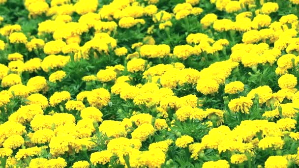 梅雨の時期には、マリーゴールドの花が畑いっぱいに咲き乱れる — ストック動画