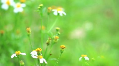 Blackjack (Bidens pilosa) yeşil alanda bulanıklık blackground