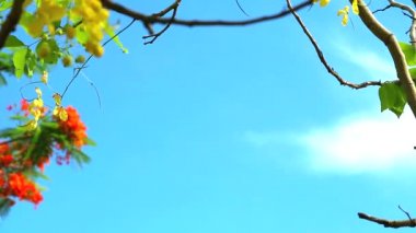 Cassia fistül çiçekleri çiçeklenme ve mavi dal ve çerçeve mavi gökyüzü arka plan yaprakları