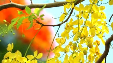 Cassia fistula çiçekleri yağmur mevsiminde çiçek açıyor