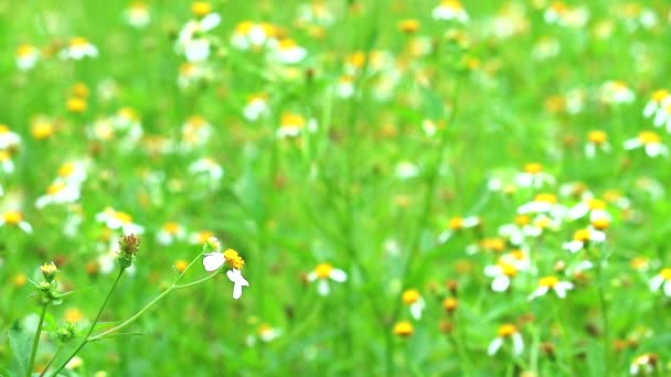 Блэкджек (Bidens pilosa) на зеленом поле размытие белого цветочного фона — стоковое видео