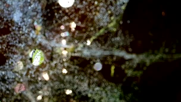 Размытие красочной капли дождя на паутине и сломанная ржавчина эрозии крыши — стоковое видео
