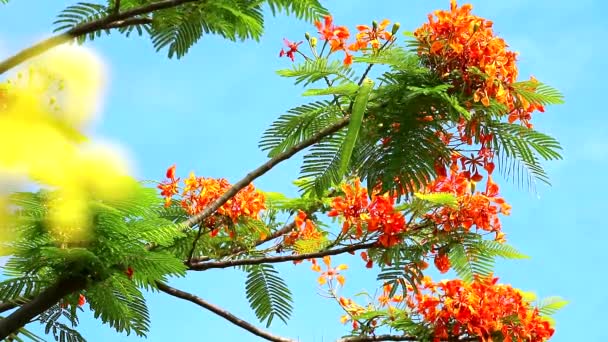 Cassia fistel blommor blommar och lämnar blå himmel bakgrund — Stockvideo