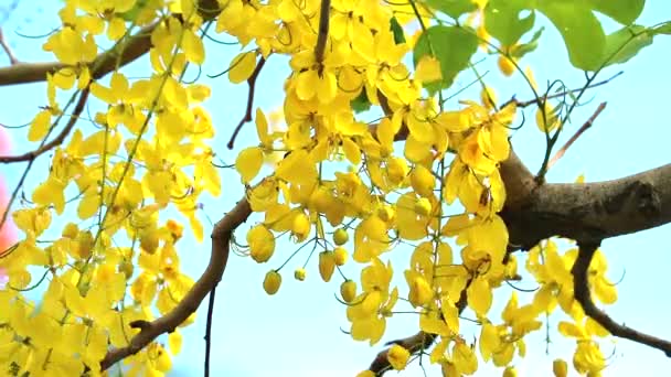 Cassia-Fistelblüten blühen während der Regenzeit bei klarem blauem Himmel — Stockvideo