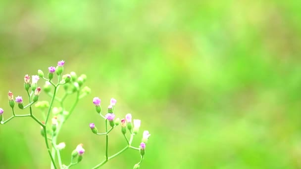 Emilia sonchifolia korzyści zdrowotne herbaty wykonane z liści jest stosowany w leczeniu dysentery1 — Wideo stockowe