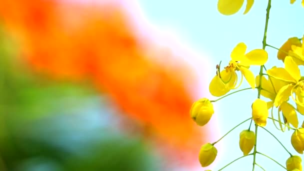 Cassia λουλούδια συρίγγων ανθίζουν και πολύχρωμο φόντο — Αρχείο Βίντεο