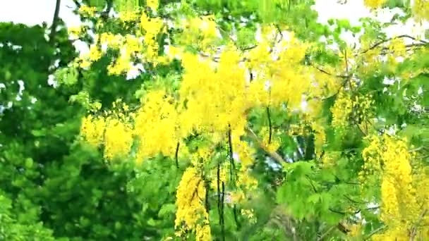 Цветки фистулы кассии цветут полными полями во время дождя. — стоковое видео
