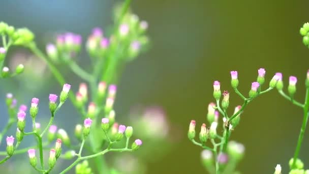 Emilia sonchifolia dávky čaj vyrobený z listů se používá při léčbě úplavie — Stock video