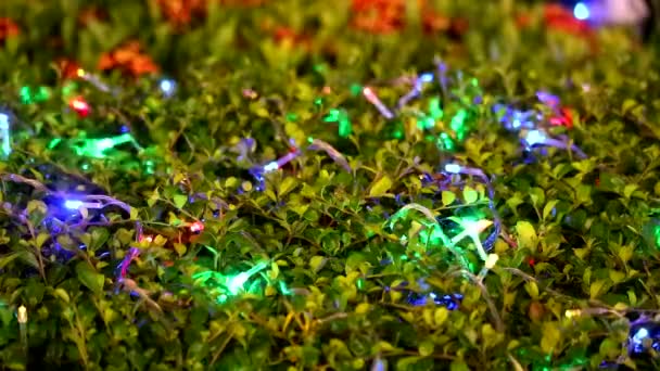 LED multi colore decorazione della luce su albero nel giardino notturno — Video Stock