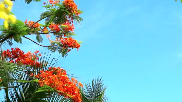 Rojo Caesalpinia pulcherrima flores están floreciendo en el fondo del cielo azul — Vídeo de stock